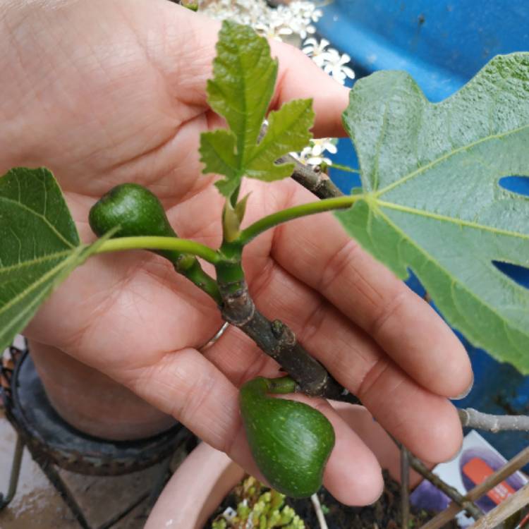 plant image 1491417