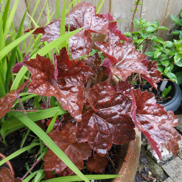 plant image 1491421 plant image 1491421
