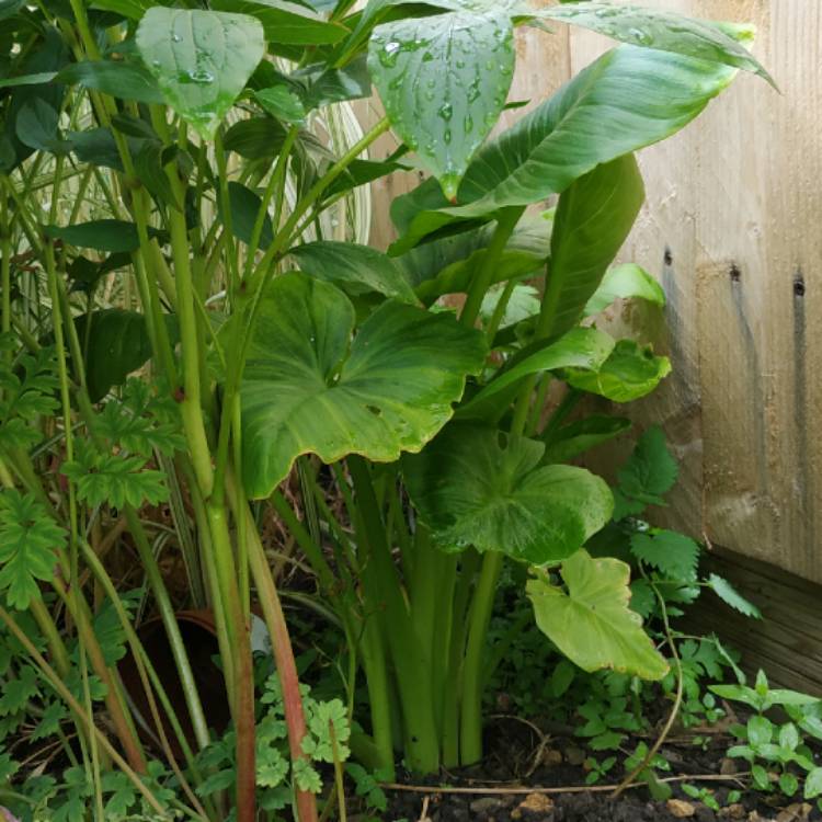 plant image 1491429