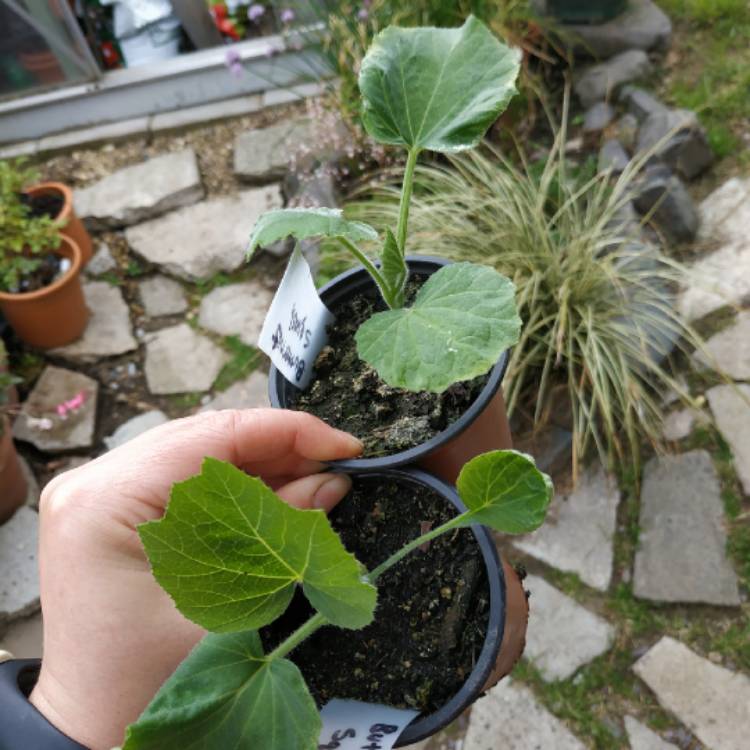 plant image 1491497 plant image 1491497