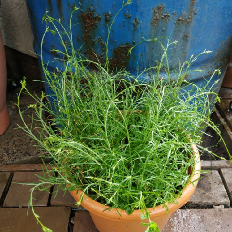 plant image 1495531