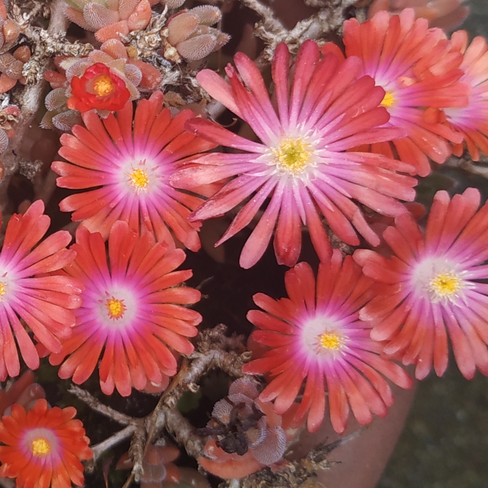 plant image 1497456