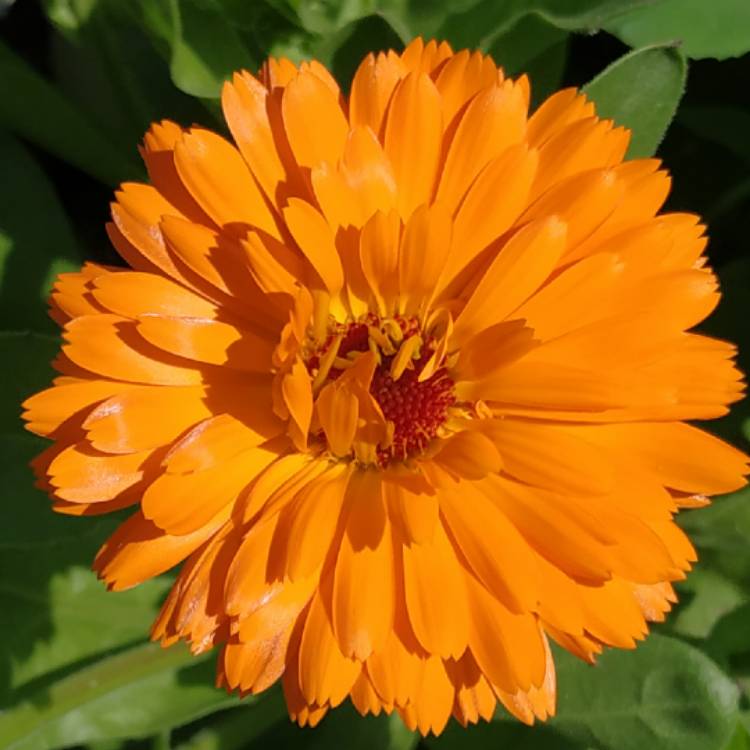 plant image 1498097