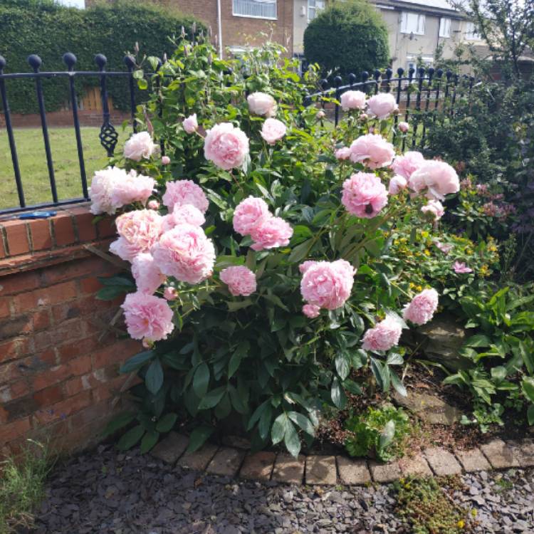 plant image 1502358