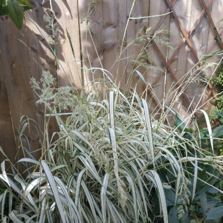 plant image 1502397