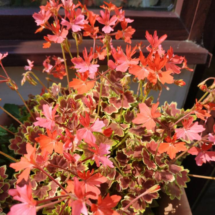 plant image 1512157 plant image 1512157