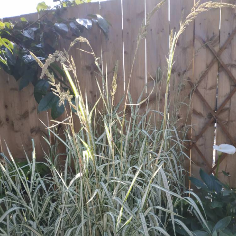 plant image 1512161