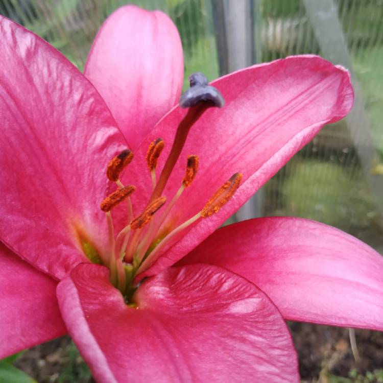 plant image 1513983 plant image 1513983