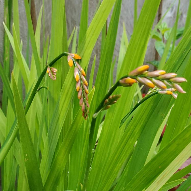 plant image 1514000