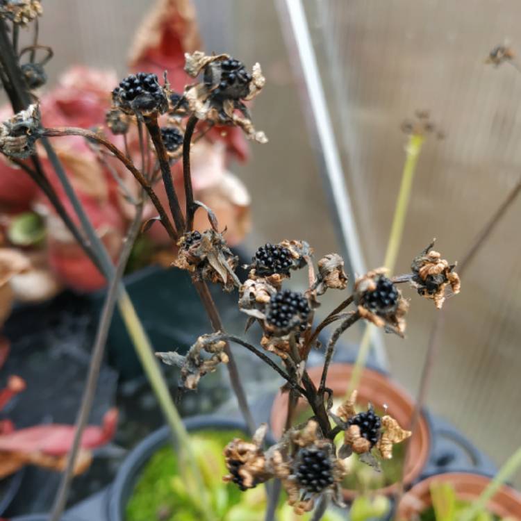 plant image 1532632 plant image 1532632