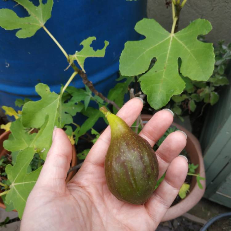 plant image 1532637