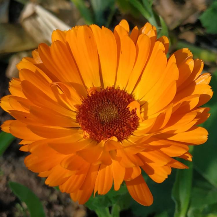 plant image 1533525