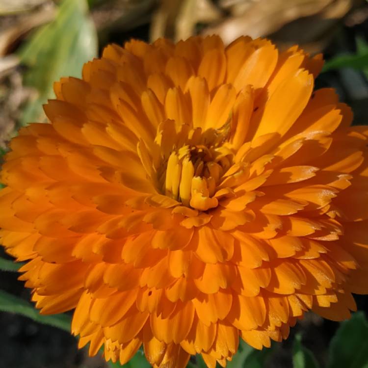 plant image 1533526