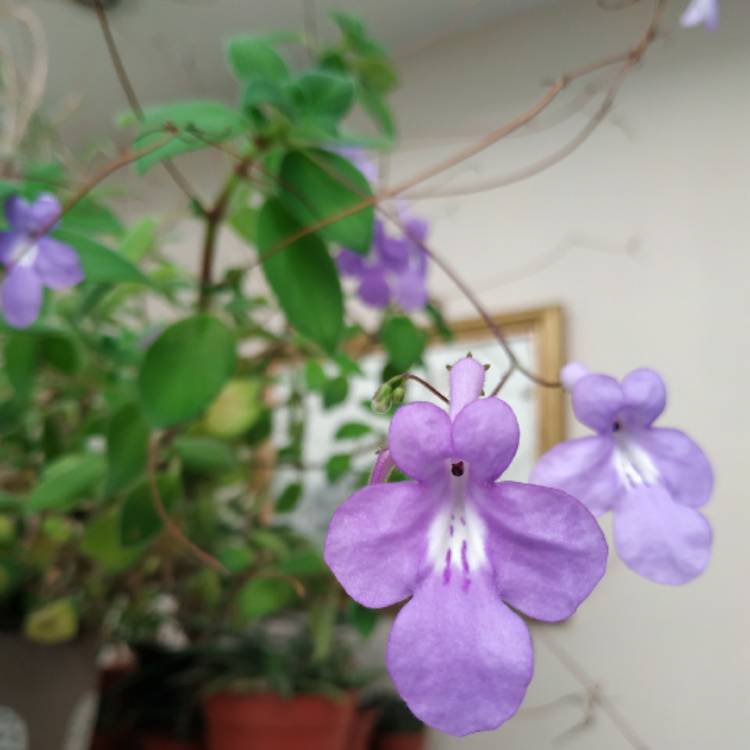 plant image 1537701 plant image 1537701