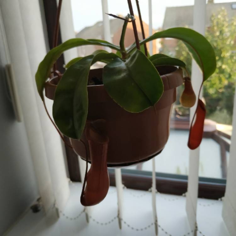 plant image 1542957 plant image 1542957
