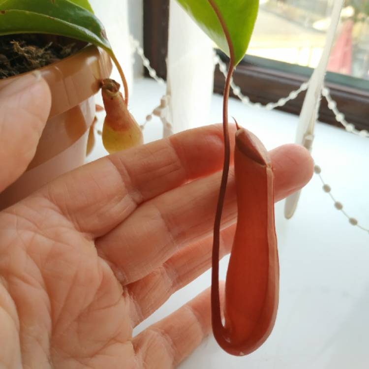plant image 1542959 plant image 1542959
