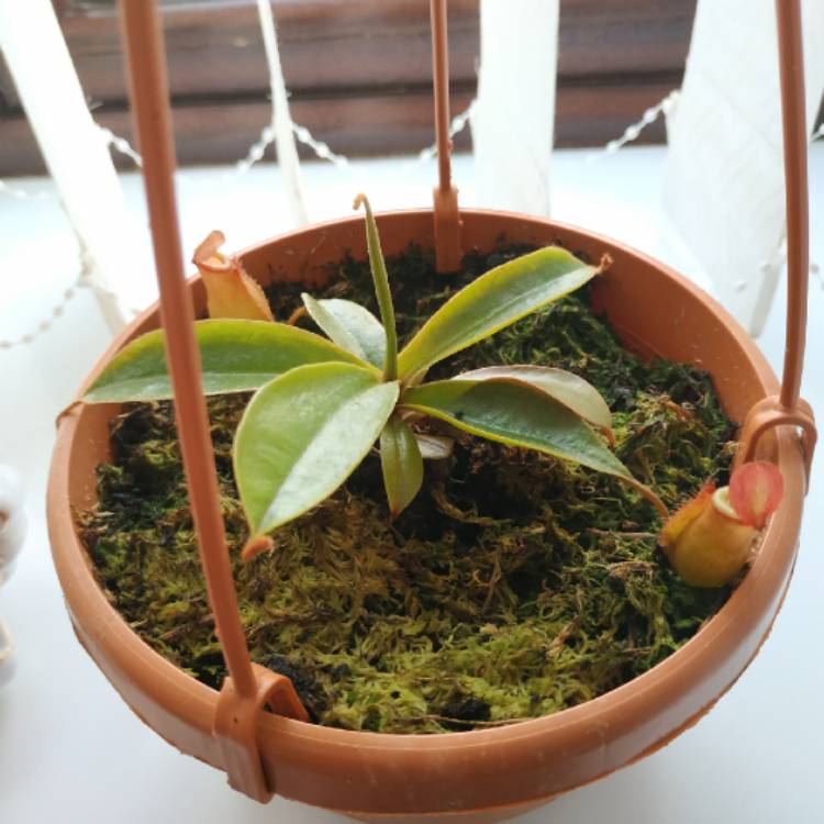 plant image 1542960 plant image 1542960