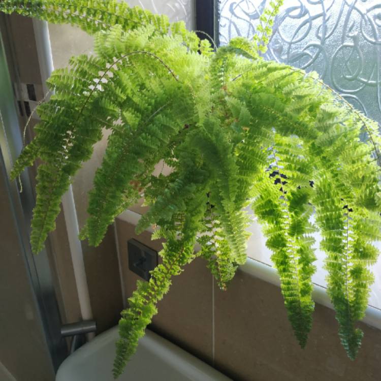 plant image 1543593