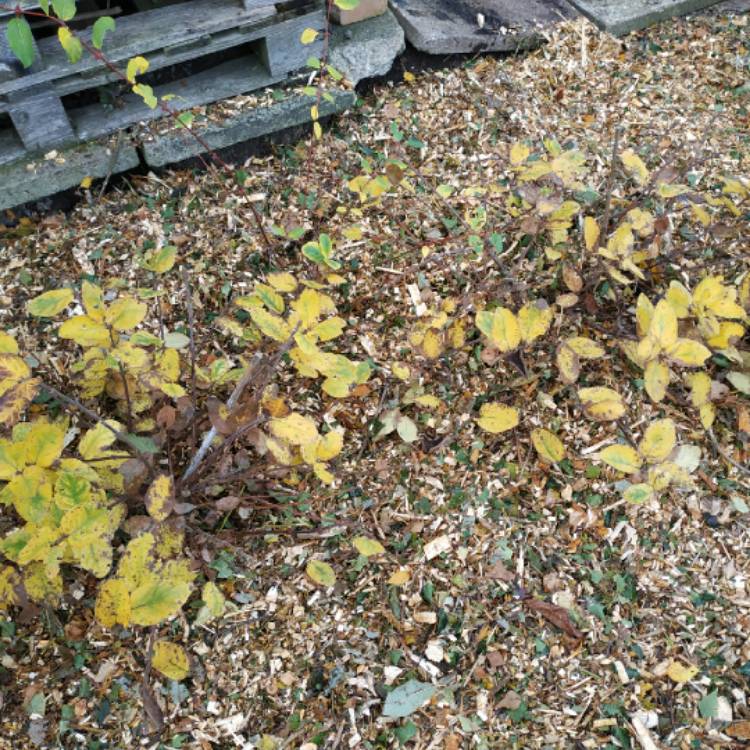 plant image 1546089 plant image 1546089