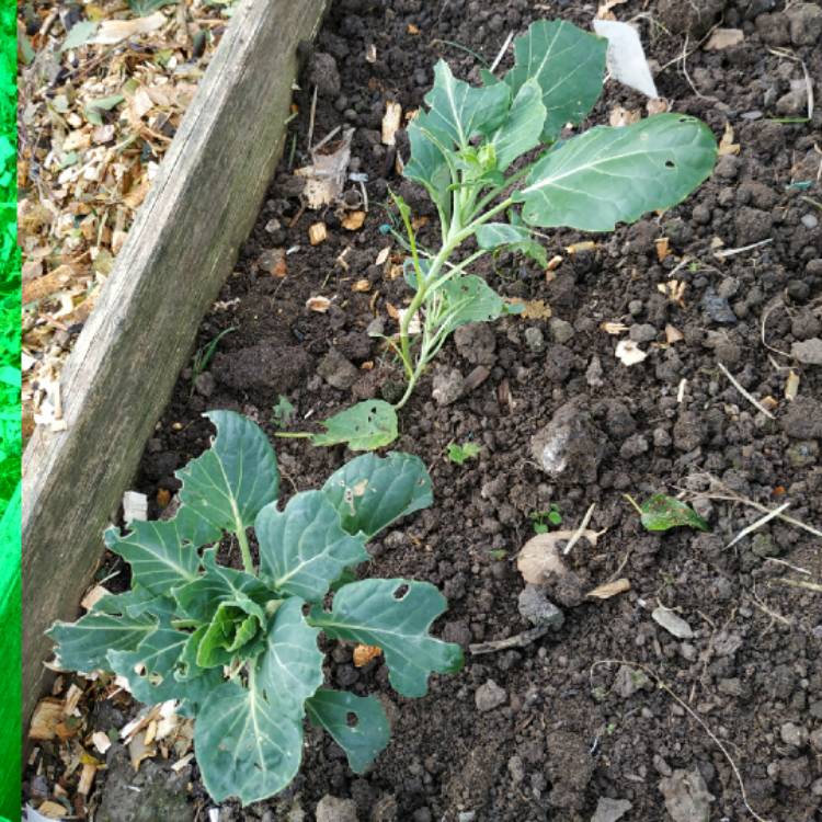 plant image 1546093