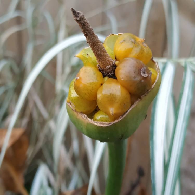 plant image 1546233
