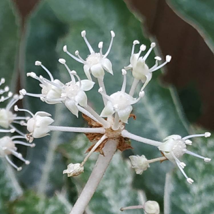 plant image 1547748 plant image 1547748