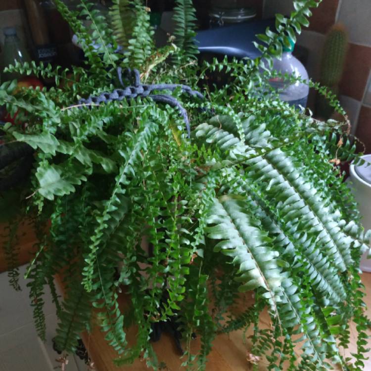 plant image 1548836