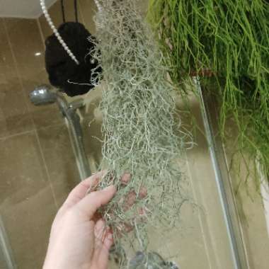 Tillandsia usneoides