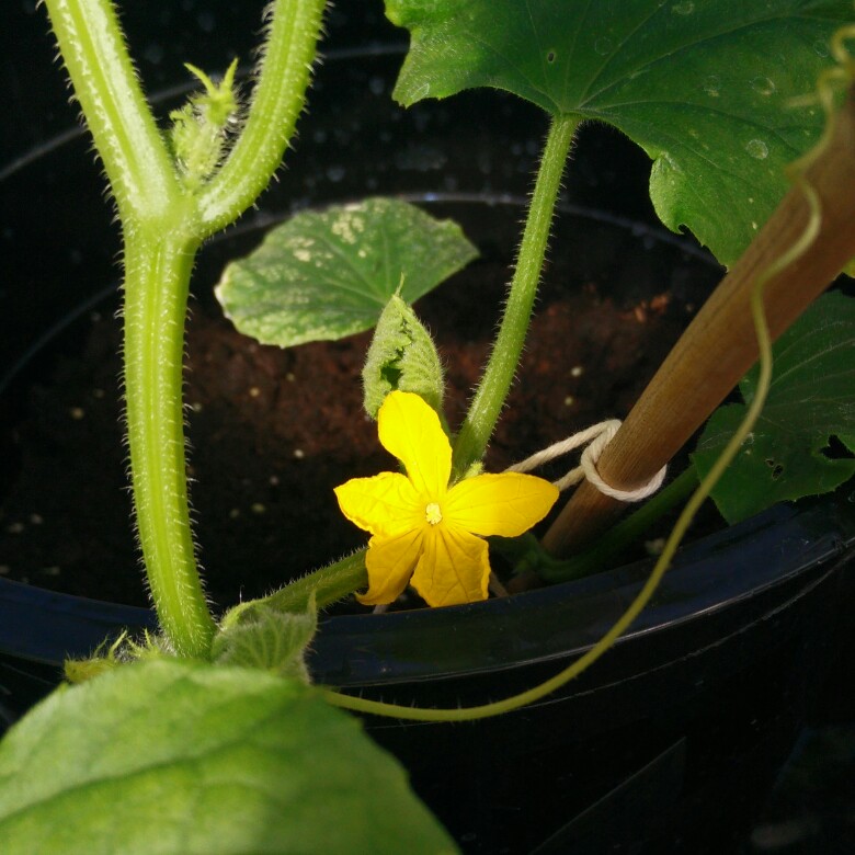 plant image 155714 plant image 155714