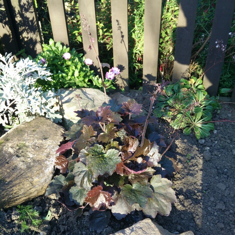 plant image 156446 plant image 156446