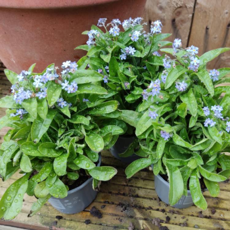 plant image 1571428