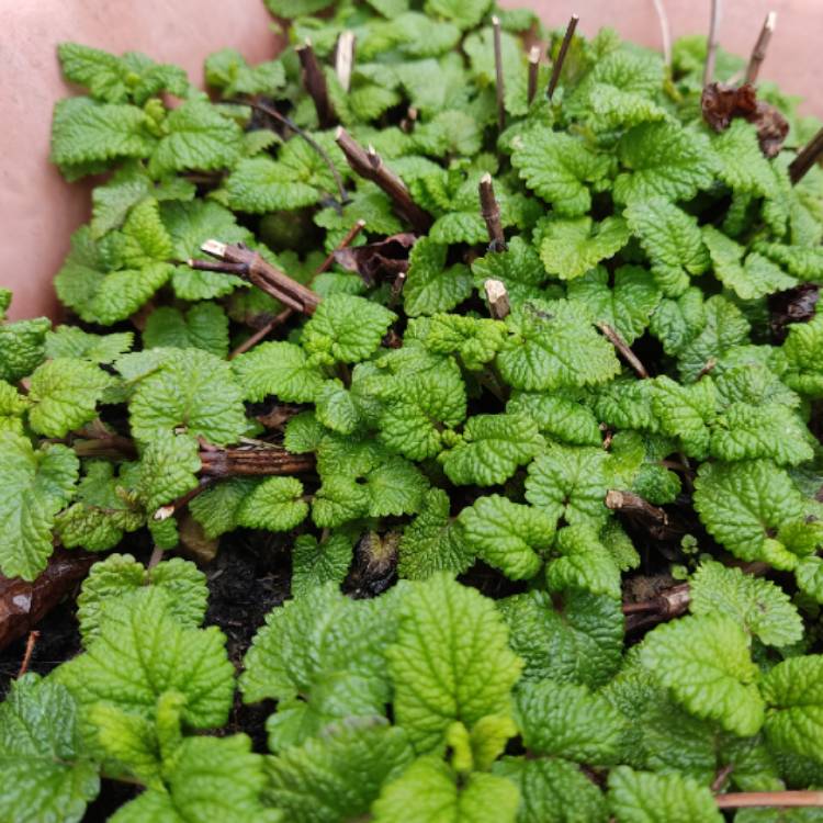 plant image 1573715