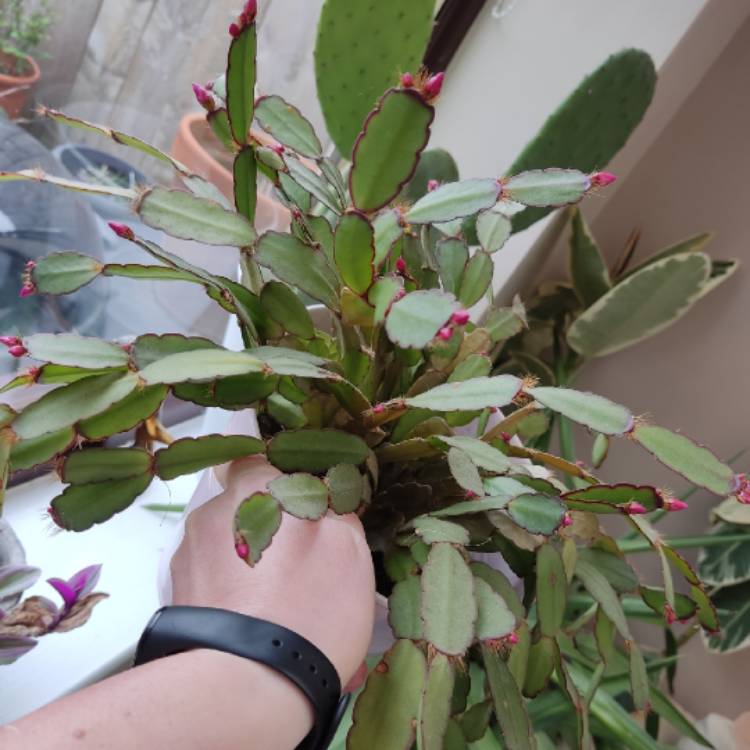 plant image 1574607 plant image 1574607