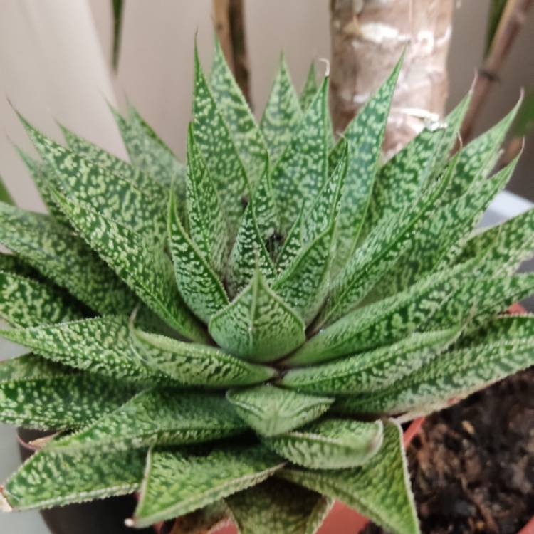plant image 1574611