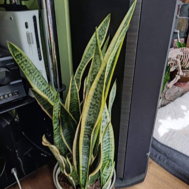 plant image 1574638