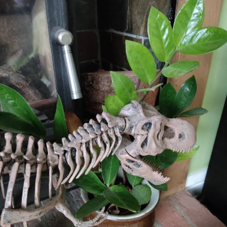 plant image 1574644