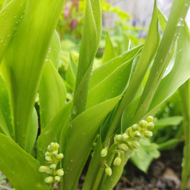 plant image 1578265 plant image 1578265