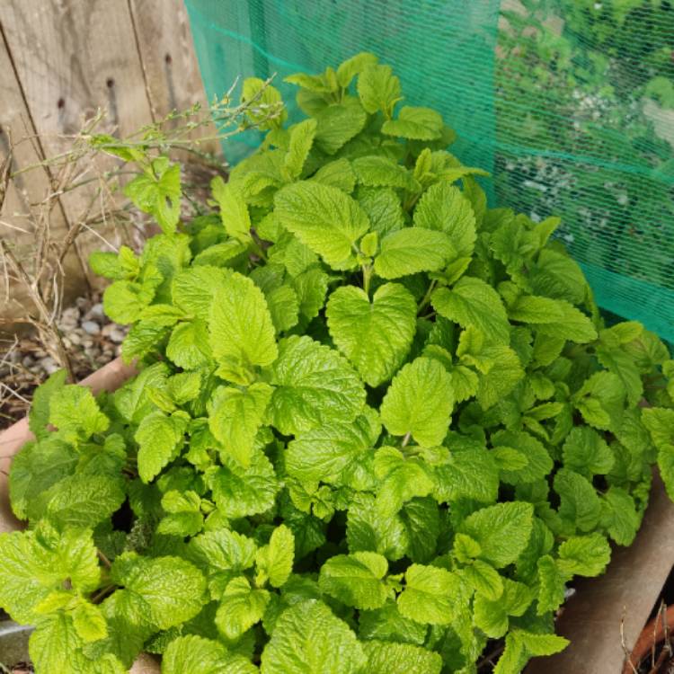 plant image 1583359