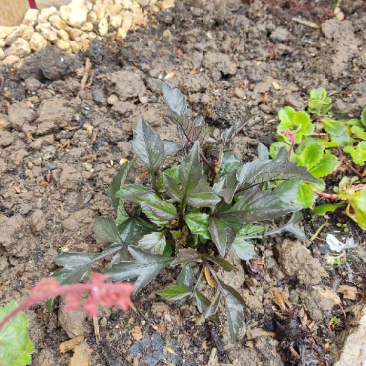 plant image 1583381 plant image 1583381