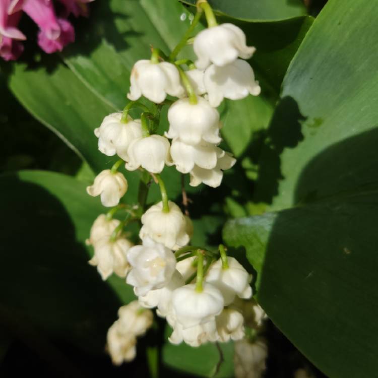 plant image 1589660 plant image 1589660