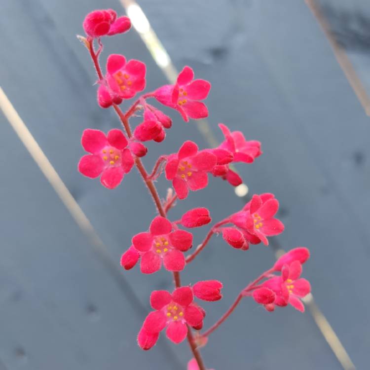 Plant image Heuchera sanguinea 'Ruby Bells'