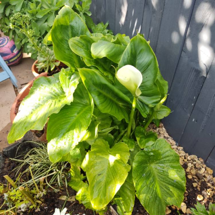 plant image 1594175