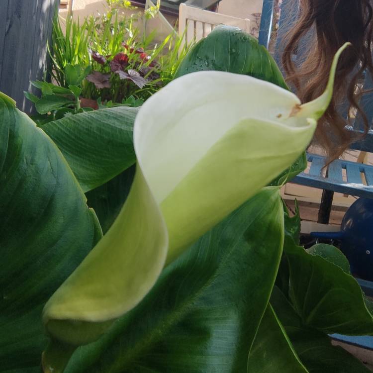plant image 1594176