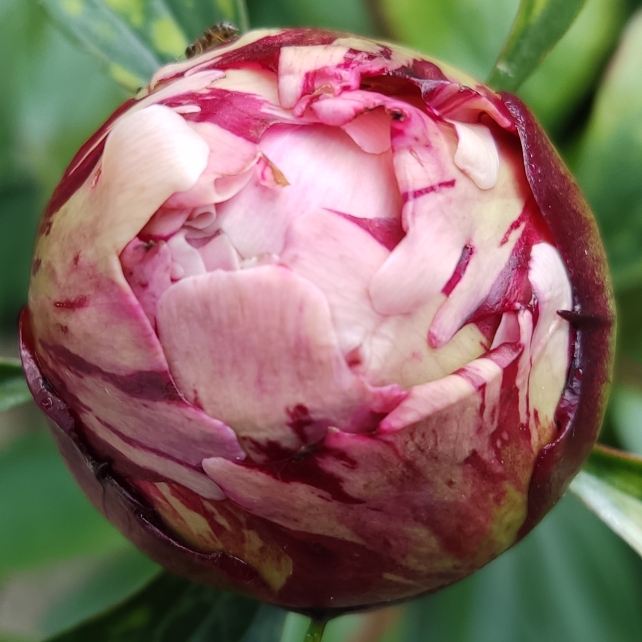 plant image 1595395