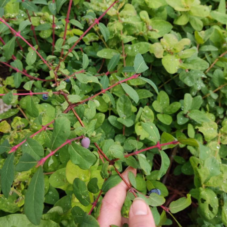 plant image 1596994 plant image 1596994