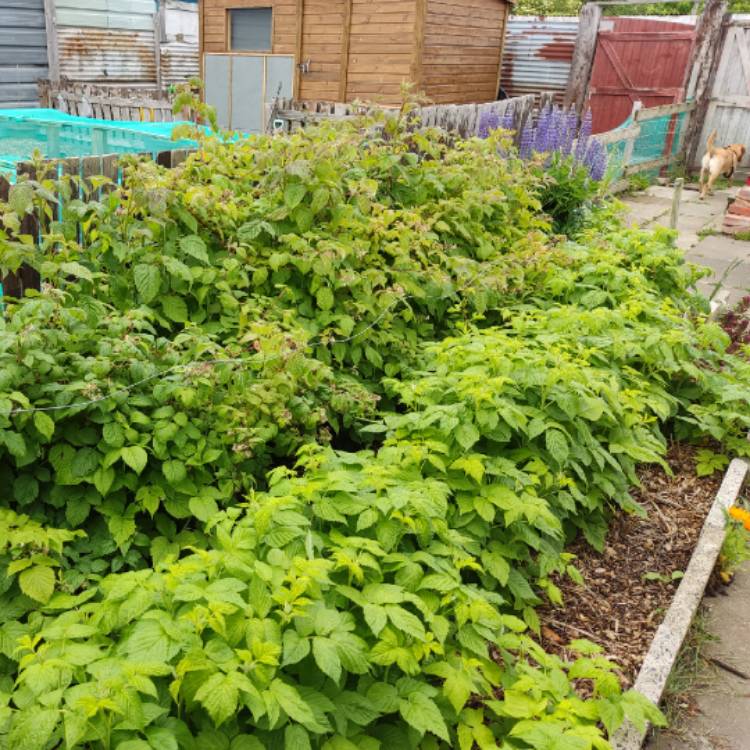 plant image 1597004 plant image 1597004