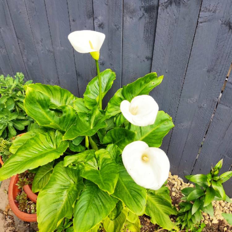 plant image 1600877