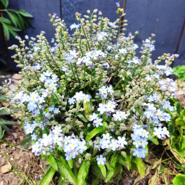 plant image 1600879