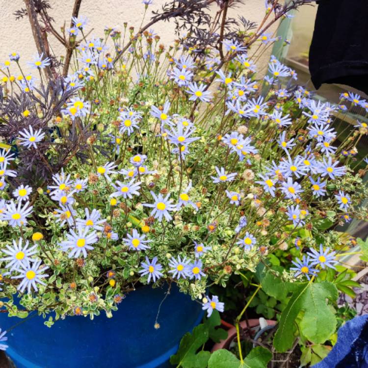 plant image 1600887