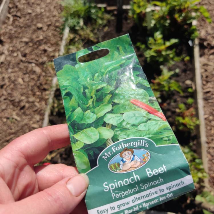 plant image 1602019 plant image 1602019